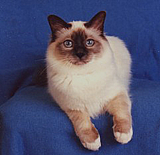 Pleasantview meerclar